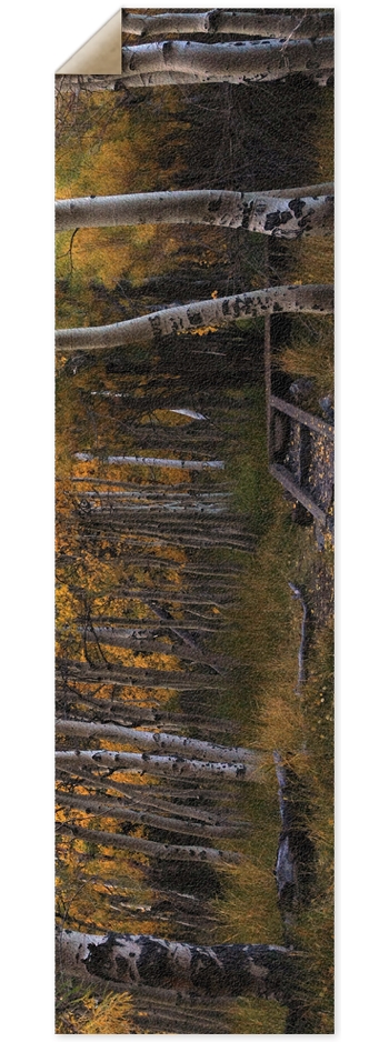 Fall Trees Griptape