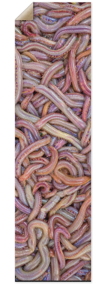 Noodles
