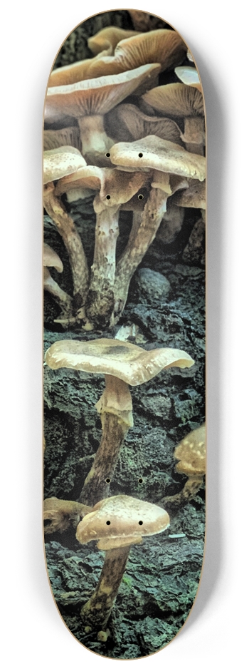 Mushroom GLOW