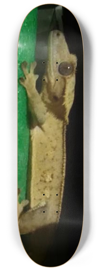 Crested Gecko 