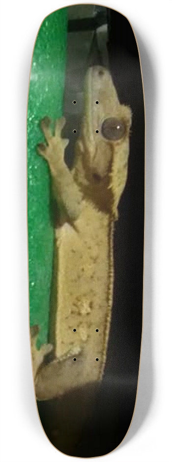 Crested Gecko 