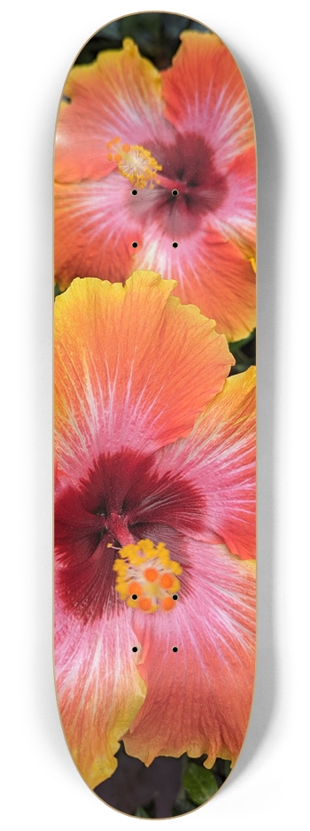 Hibiscus Sunset