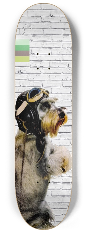 The Aviator