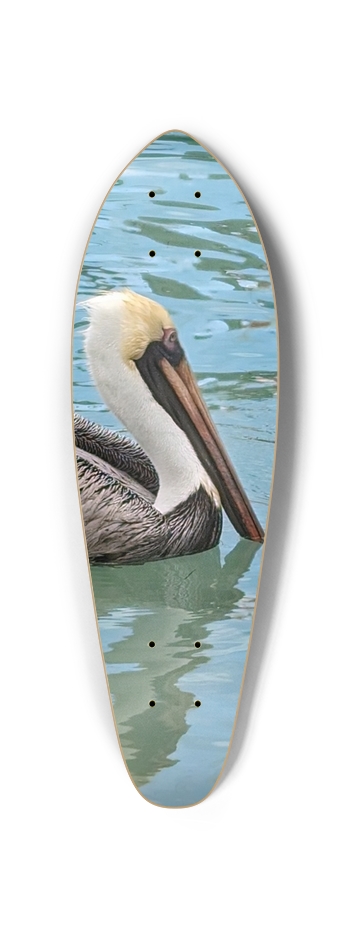 Eastern Brown Pelican 