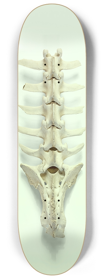 Backbone