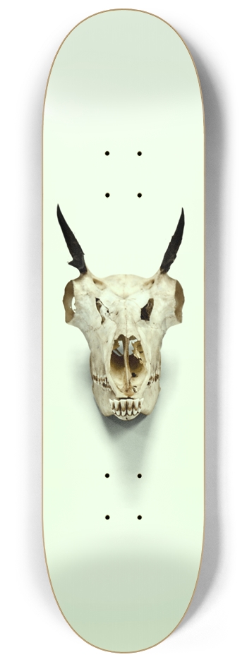 Goat Skull Straight On