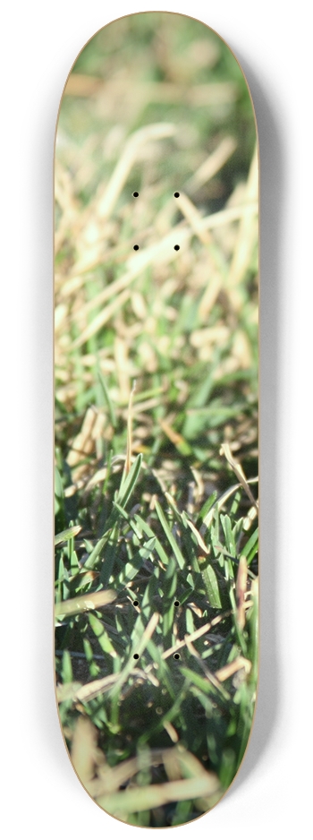 Grass Up Close 