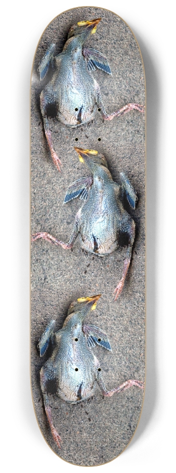 dead baby bird