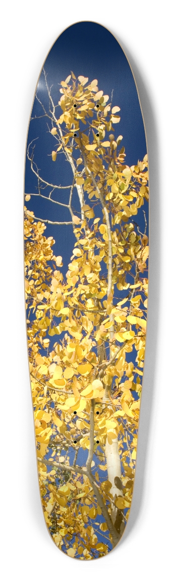 Aspen Tree