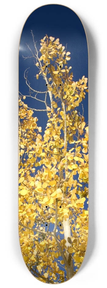 Aspen Tree