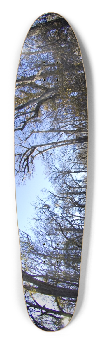 Trees 2