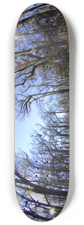 Trees 2