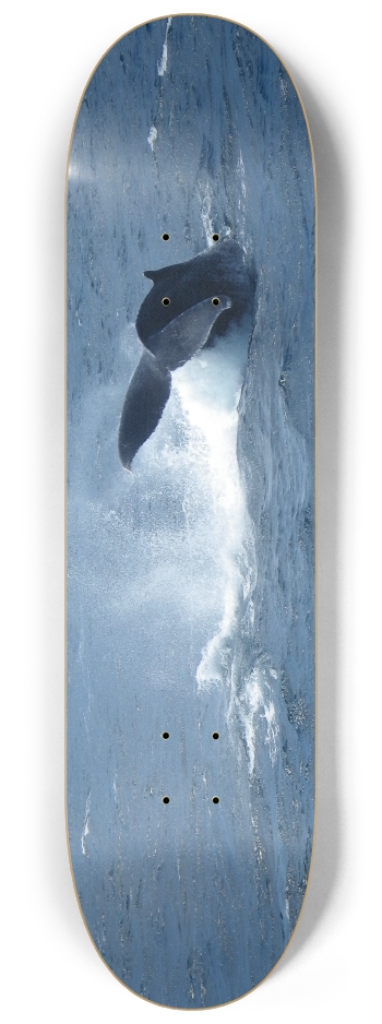 Whale Tail