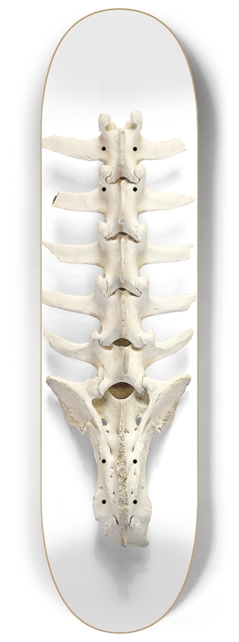 backbone