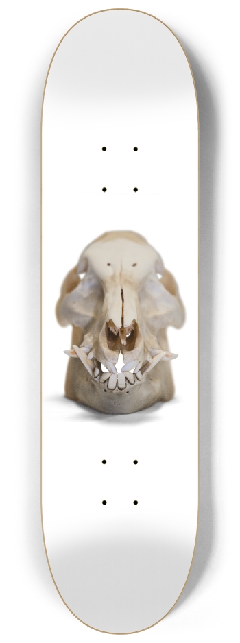 boar skull straight on