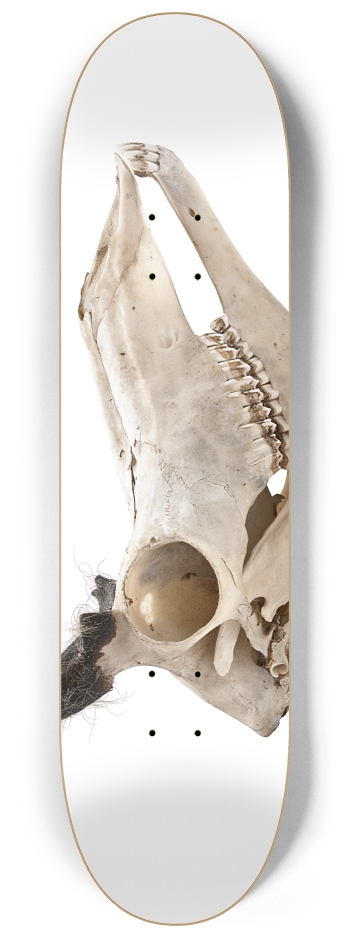 goat skull crop