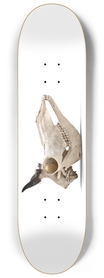 goat skull profile