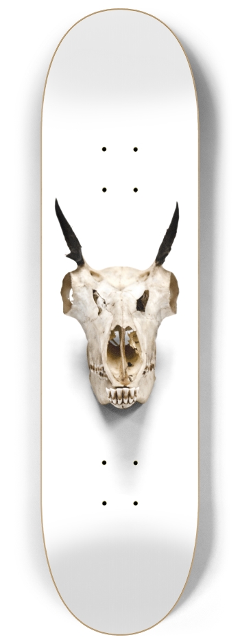 goat skull straight on