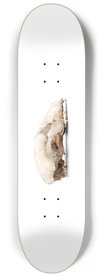 woodland skull