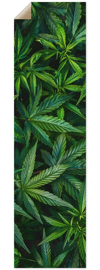 Cannabis jungle