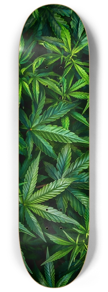 Cannabis jungle