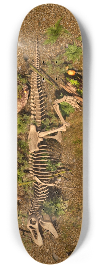 Tyrannosaurus Rex Skeleton