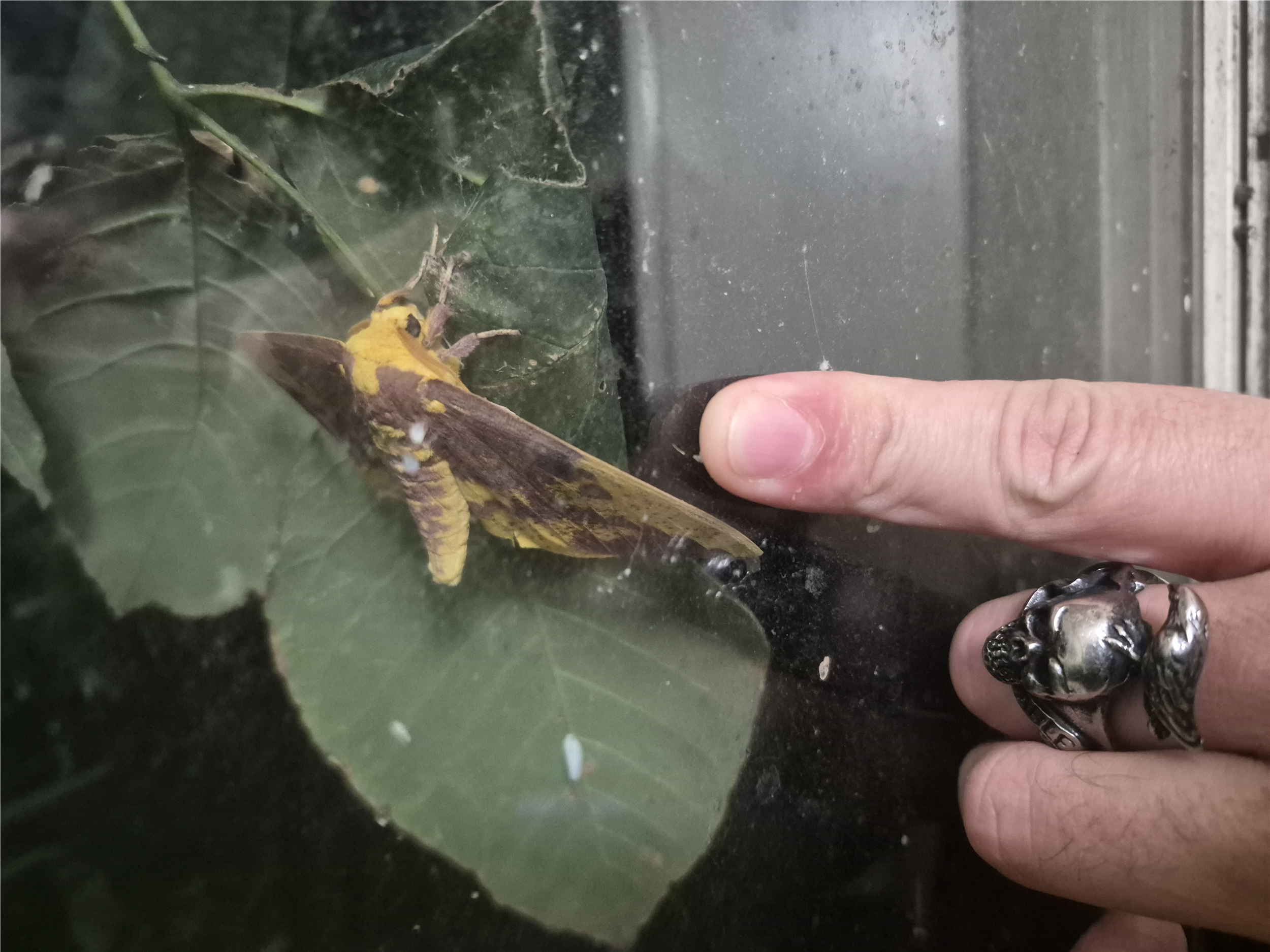 Mothman