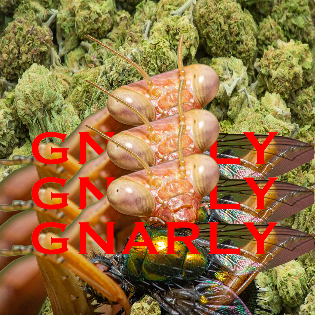 GNARLYSBCO