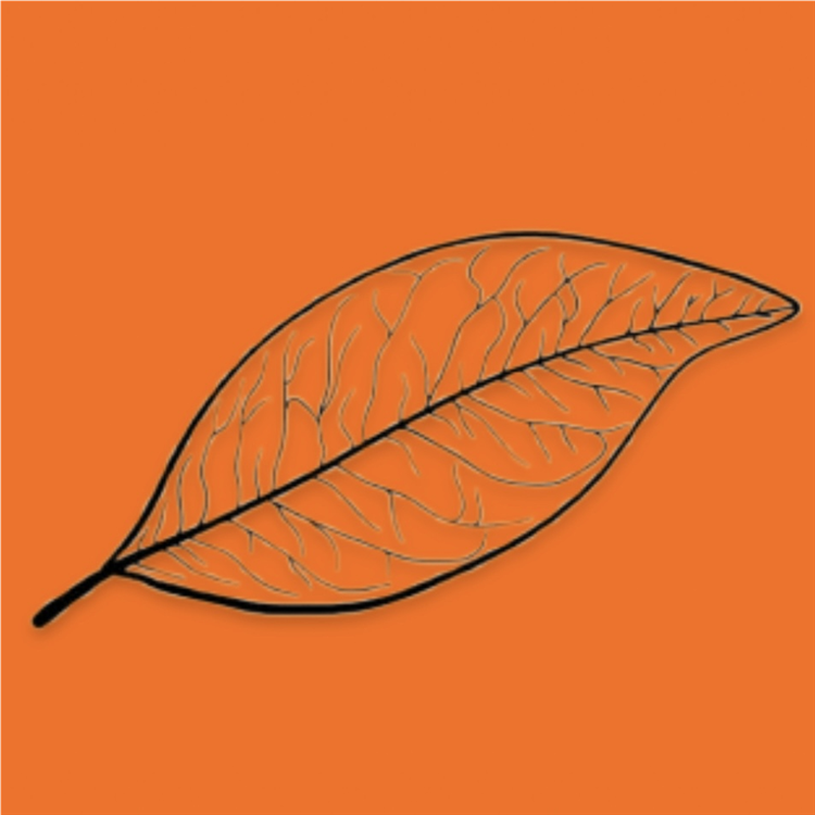 LeafSkateboards
